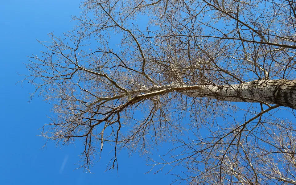 Начало недели в Алтайском крае будет теплым и безоблачным: прогноз