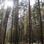 В алтайском лесу обнаружили редчайший гриб из Красной книги, похожий на капусту