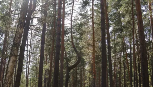 В алтайском лесу обнаружили редчайший гриб из Красной книги, похожий на капусту