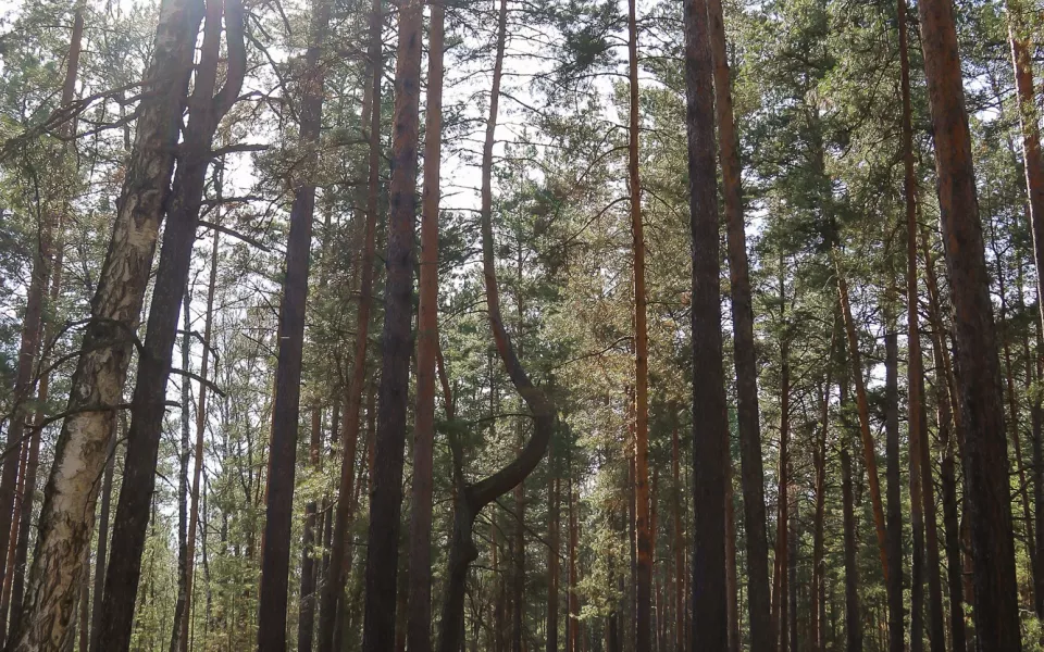 В алтайском лесу обнаружили редчайший гриб из Красной книги, похожий на капусту