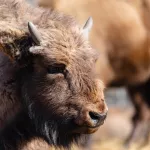 Искусственный интеллект поможет отслеживать зубров в Республике Алтай