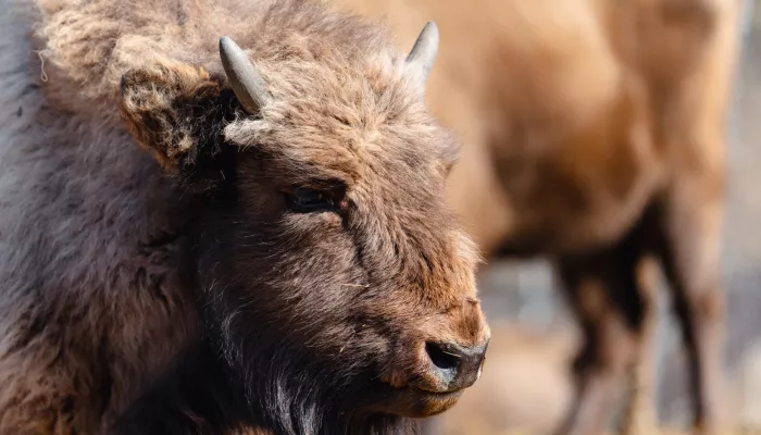 Искусственный интеллект поможет отслеживать зубров в Республике Алтай Искусственный интеллект поможет отслеживать зубров в Республике Алтай