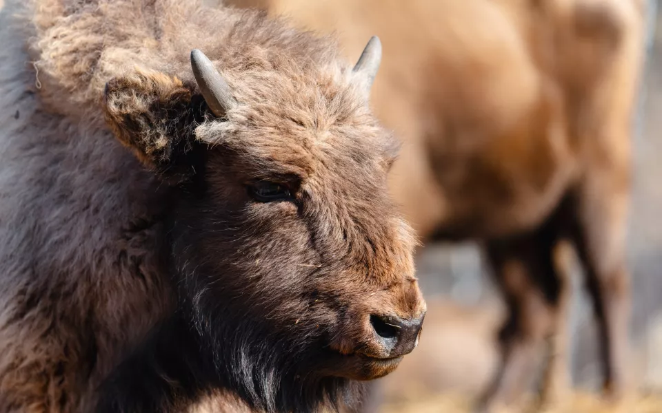 Искусственный интеллект поможет отслеживать зубров в Республике Алтай