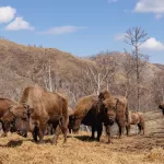 Ровесники мамонтов и родня бизонов: как в Горном Алтае разводят зубров. Фото