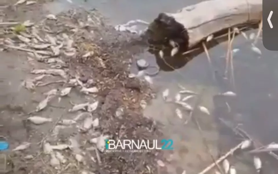 Замор рыбы в водоеме в селе Лебяжье взяли на контроль
