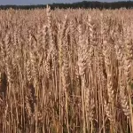 Мокро и дорого: в крае назревают проблемы с качеством зерна