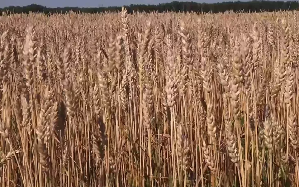 Алтайский край занял пятое место по производству зерна среди регионов России