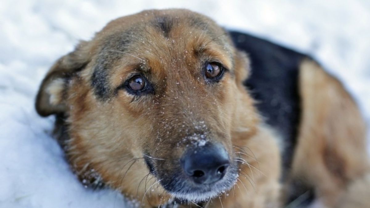 Правительство Алтайского края профинансирует лечение бездомных животных