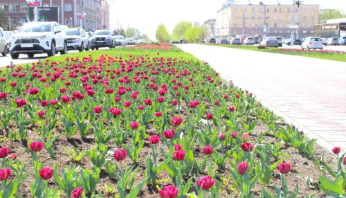 В Барнауле на городских клумбах расцвели тюльпаны. Фото