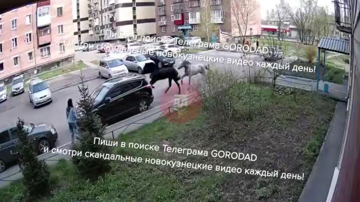 Два коня сбили девочку