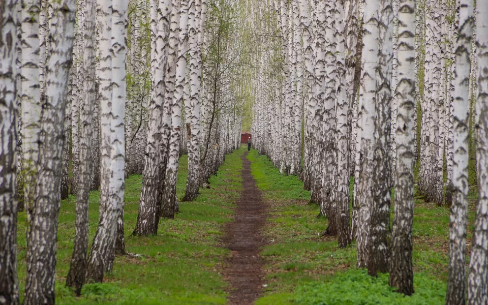 Легендарную березовую рощу Победы спасут от мусора в Барнауле. Фото и видео