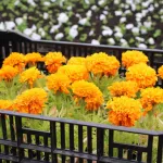 Субботник, деревья и цветы: Барнаул готовится к весеннему благоустройству