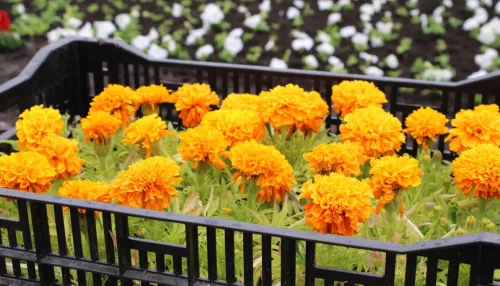 Субботник, деревья и цветы: Барнаул готовится к весеннему благоустройству