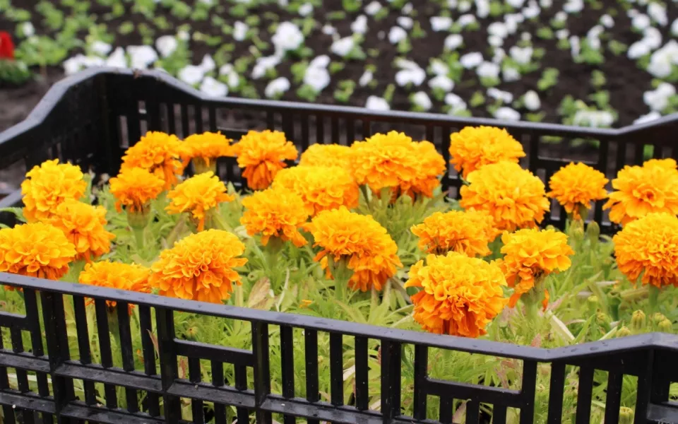 Субботник, деревья и цветы: Барнаул готовится к весеннему благоустройству