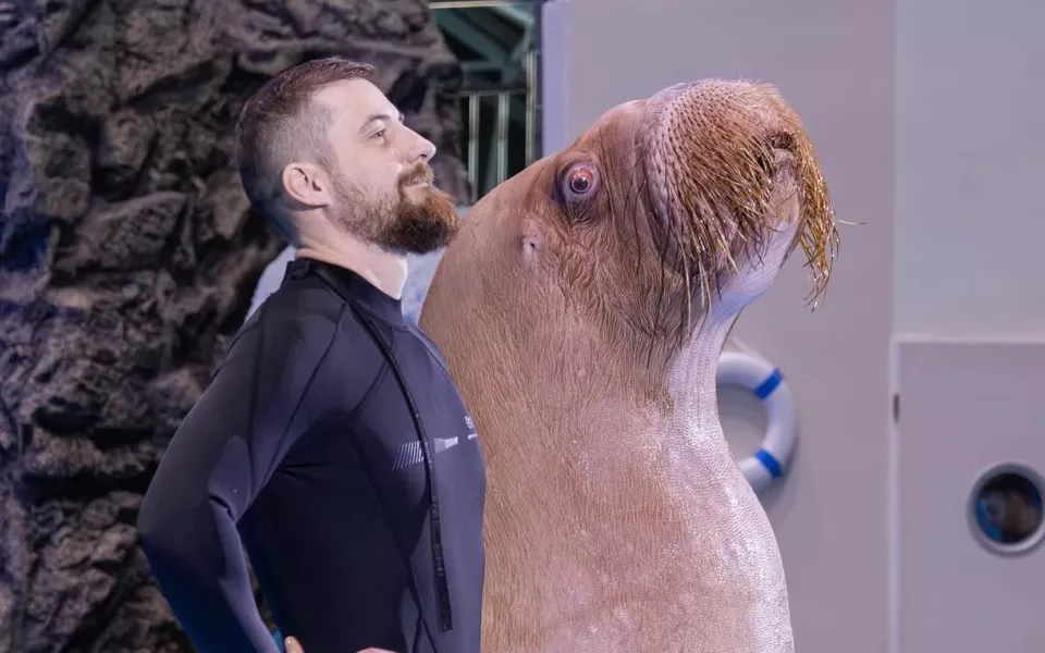 Морж Михаил удивил россиян танцем Смуглянка. Видео