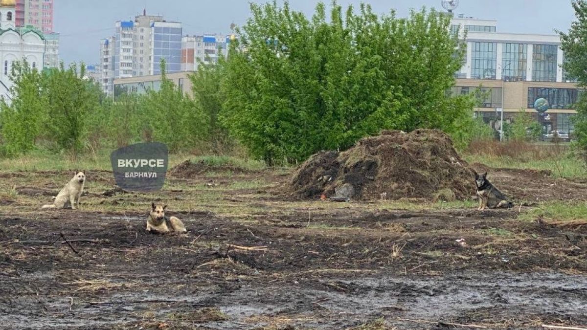 Бездомные собаки. Барнаул
