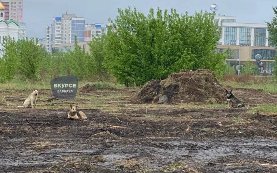 Барнаульцы пожаловались на агрессивных собак в сквере за ТЦ Европа