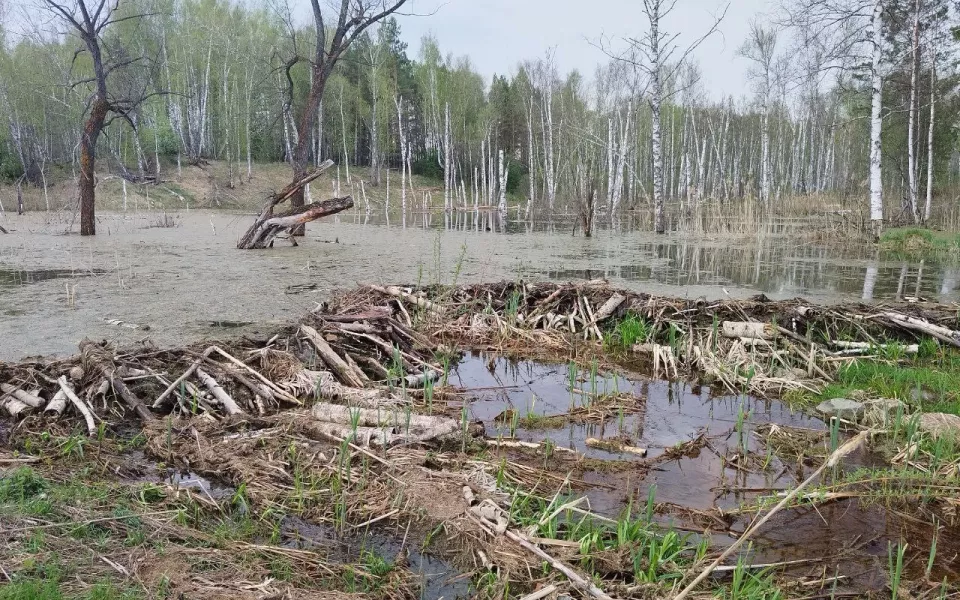В Алтайском крае заметили плотину бобров возле дороги