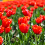 Море тюльпанов расцвело в теплицах Бийска к 8 Марта