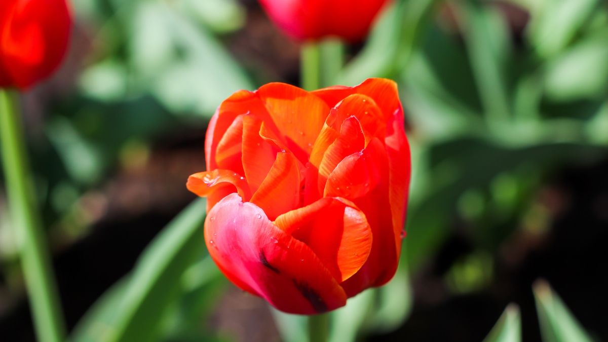 Барнаул. Весна. Погода. Тюльпаны