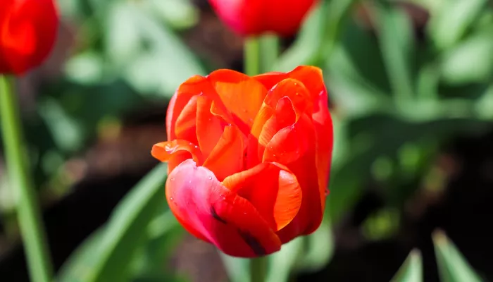 Стал известен предварительный прогноз погоды на май-2026 в Алтайском крае