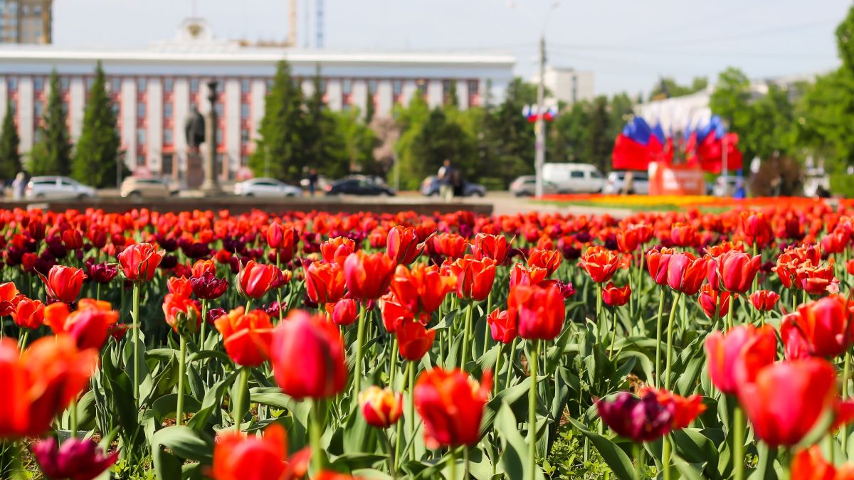 Барнаул. Весна. Погода. Тюльпаны