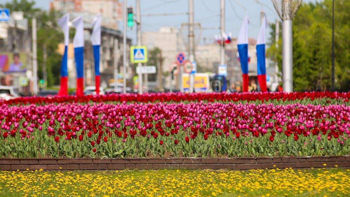 Барнаул. Весна. Погода. Тюльпаны