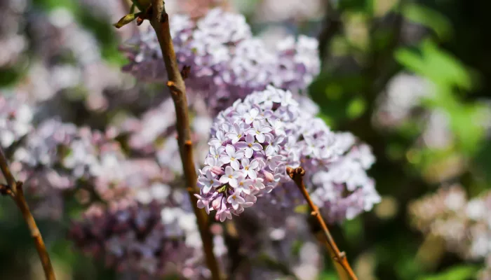 Россиян предупредили о штрафах за сорванную сирень