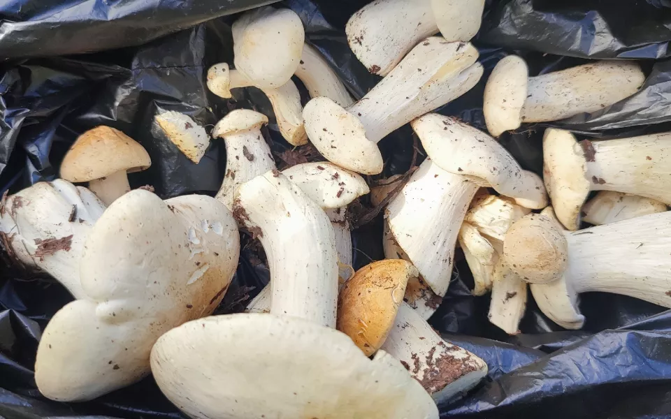 Грибники Алтайского края начали собирать первые маслята