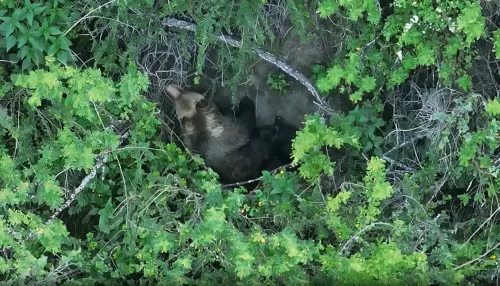 В Республике Алтай сняли на видео медведицу, кормящую детенышей