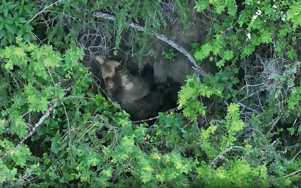 В Республике Алтай сняли на видео медведицу, кормящую детенышей