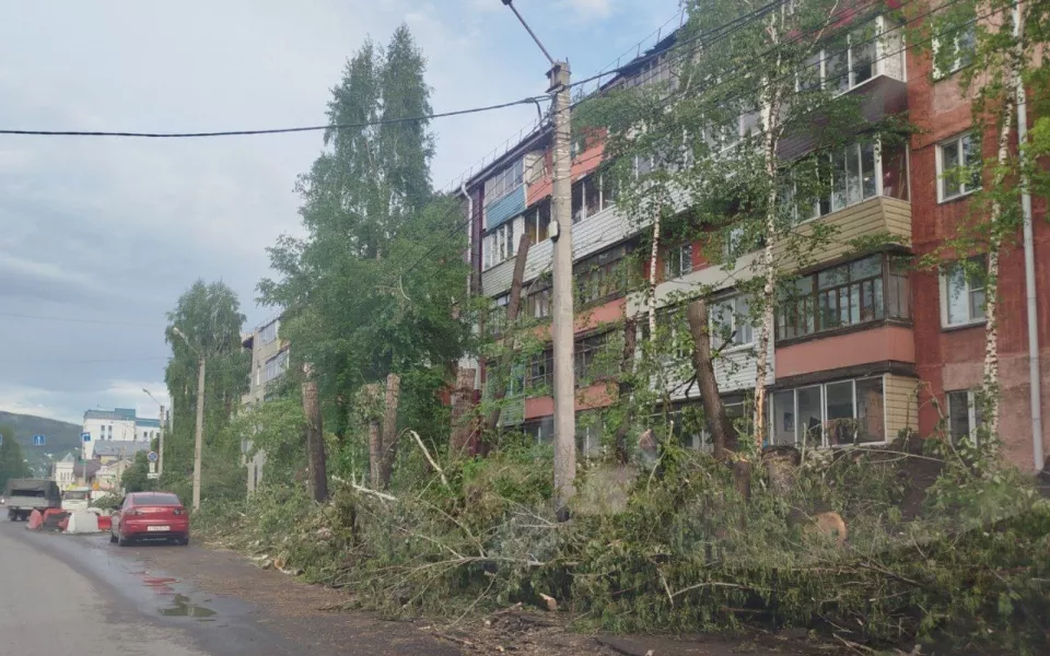 Администрация Горно-Алтайска объяснила массовую вырубку деревьев в городе