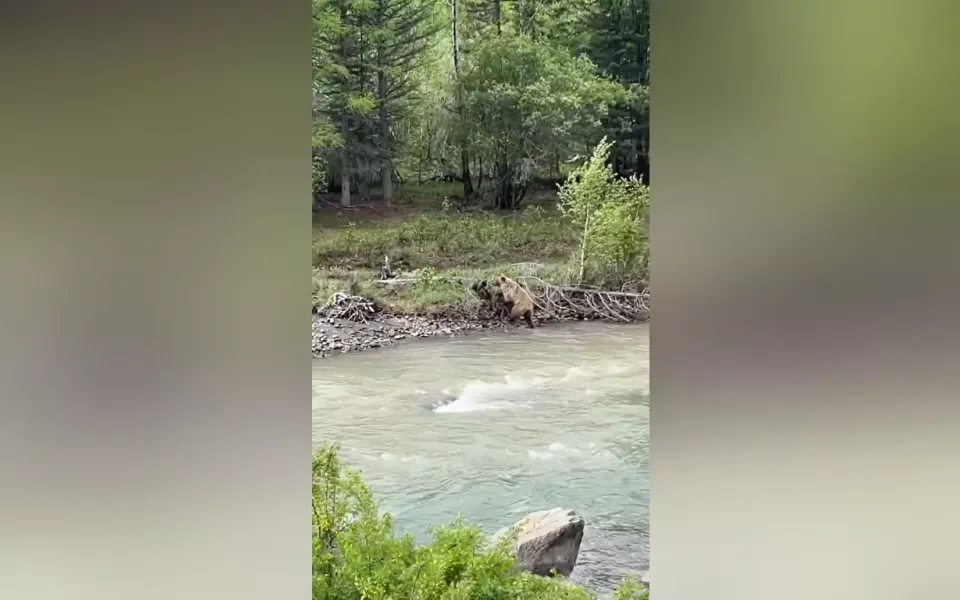 На окраине села в Республике Алтай заметили медведицу с медвежатами