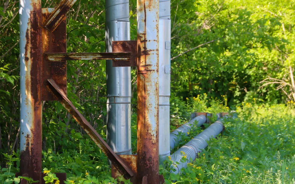 Магазин в джунглях: в Барнауле предлагают застроить зеленые дебри вблизи Булыгино