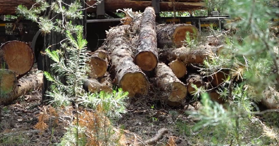 Вырубка леса