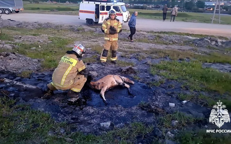 Спасатели пришли на помощь жеребенку, который застрял в битуме в Республике Алтай
