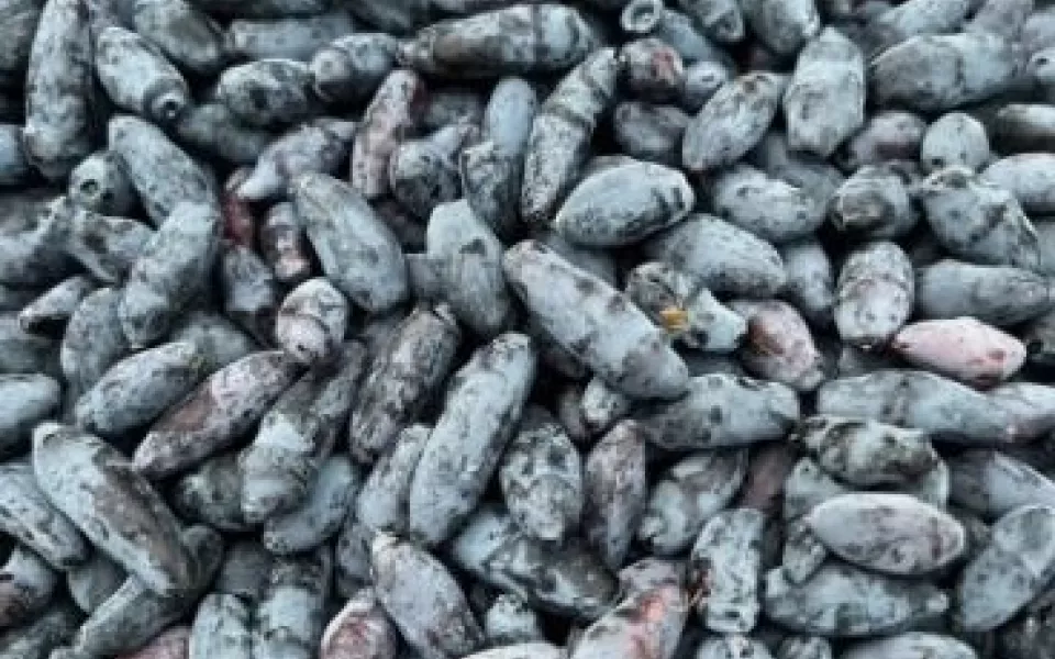 Барнаульцы массово продают собранную на своих участках жимолость: что по ценам