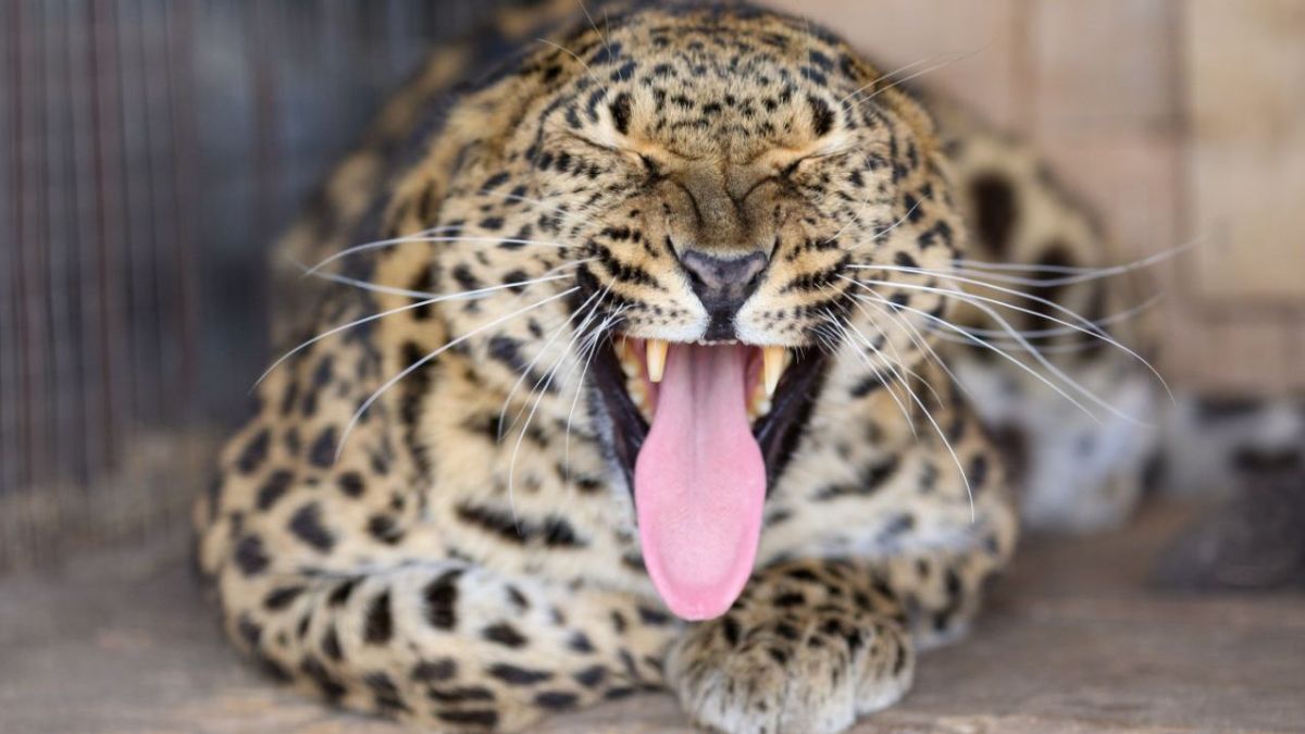 Животные в Барнаульском зоопарке