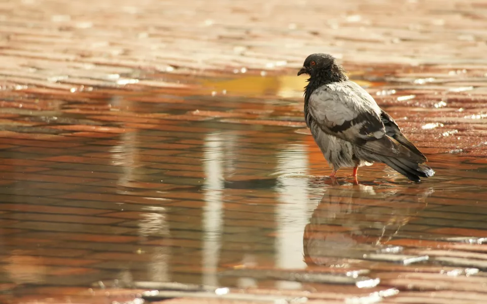 Похолодание и мокрый снег ожидаются в Алтайском крае после пика потепления