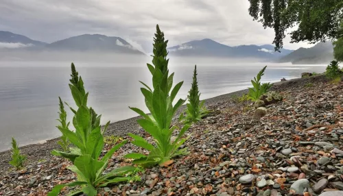 Туманное утро на Телецком озере показали в алтайском заповеднике