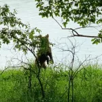 В Турочакском районе продлили режим повышенной готовности из-за нашествия медведей