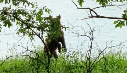 В Турочакском районе продлили режим повышенной готовности из-за нашествия медведей