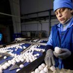 В преддверии Пасхи россиянам рассказали, как выбрать качественные яйца