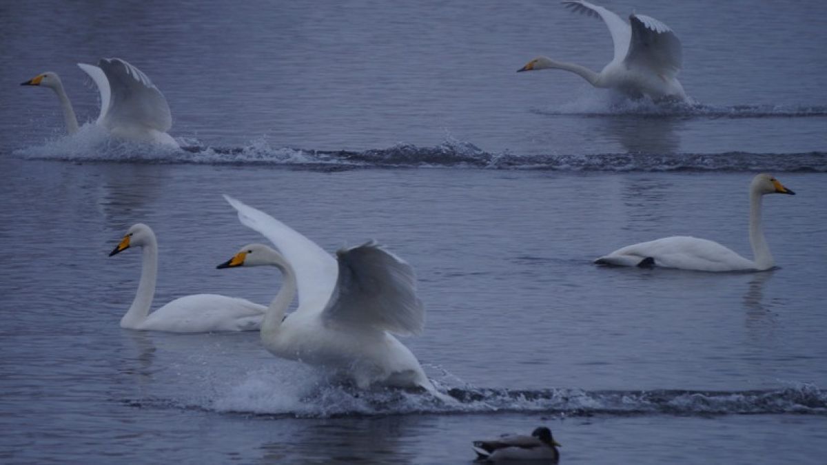Лебеди на зимовке в Алтайском крае