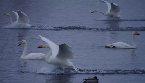 Первые лебеди прилетели на легендарное алтайское озеро