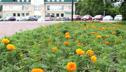 Власти Барнаула нашли подрядчика, который озеленит крупнейший район города