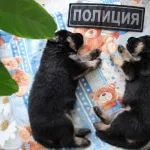 Мимиметр зашкаливает: у алтайской служебной овчарки родились щенки. Фото малышей