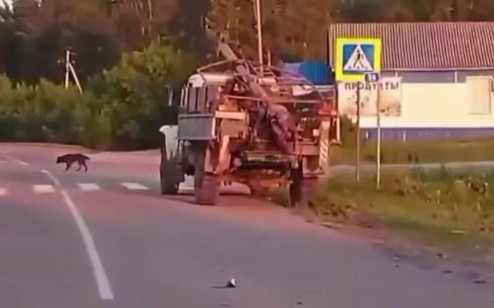 Подросток в Алтайском крае влетела в грузовик на питбайке. Девочка не выжила