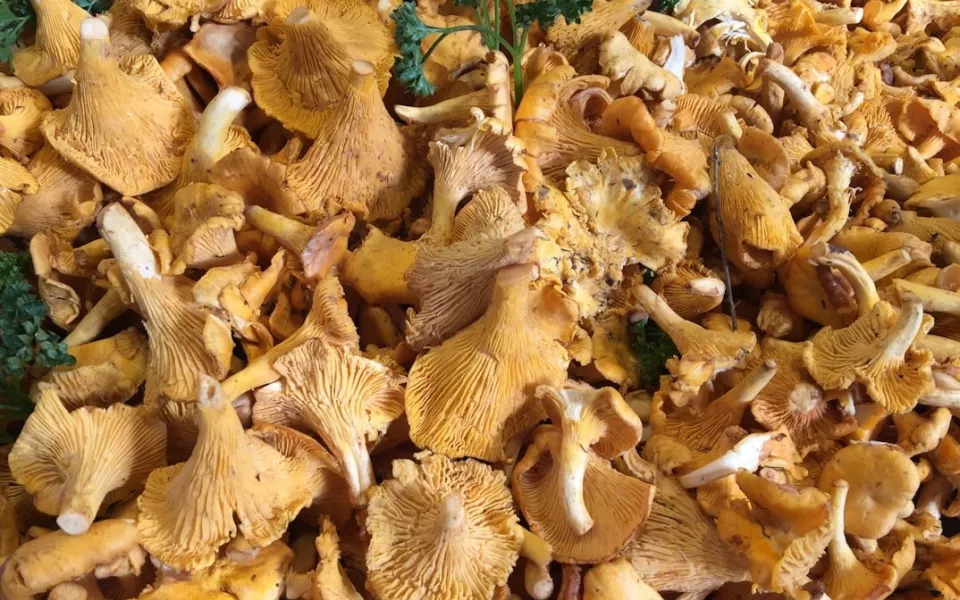 Жители Алтайского края делятся соблазнительными фото урожая грибов и ягод