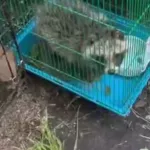 Постояльцы турбазы на Ае ужаснулись содержанию животных в мини-зоопарке